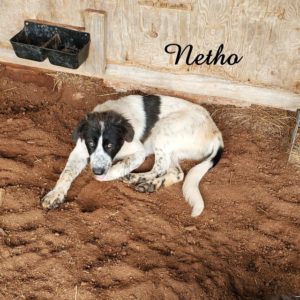 Netho
